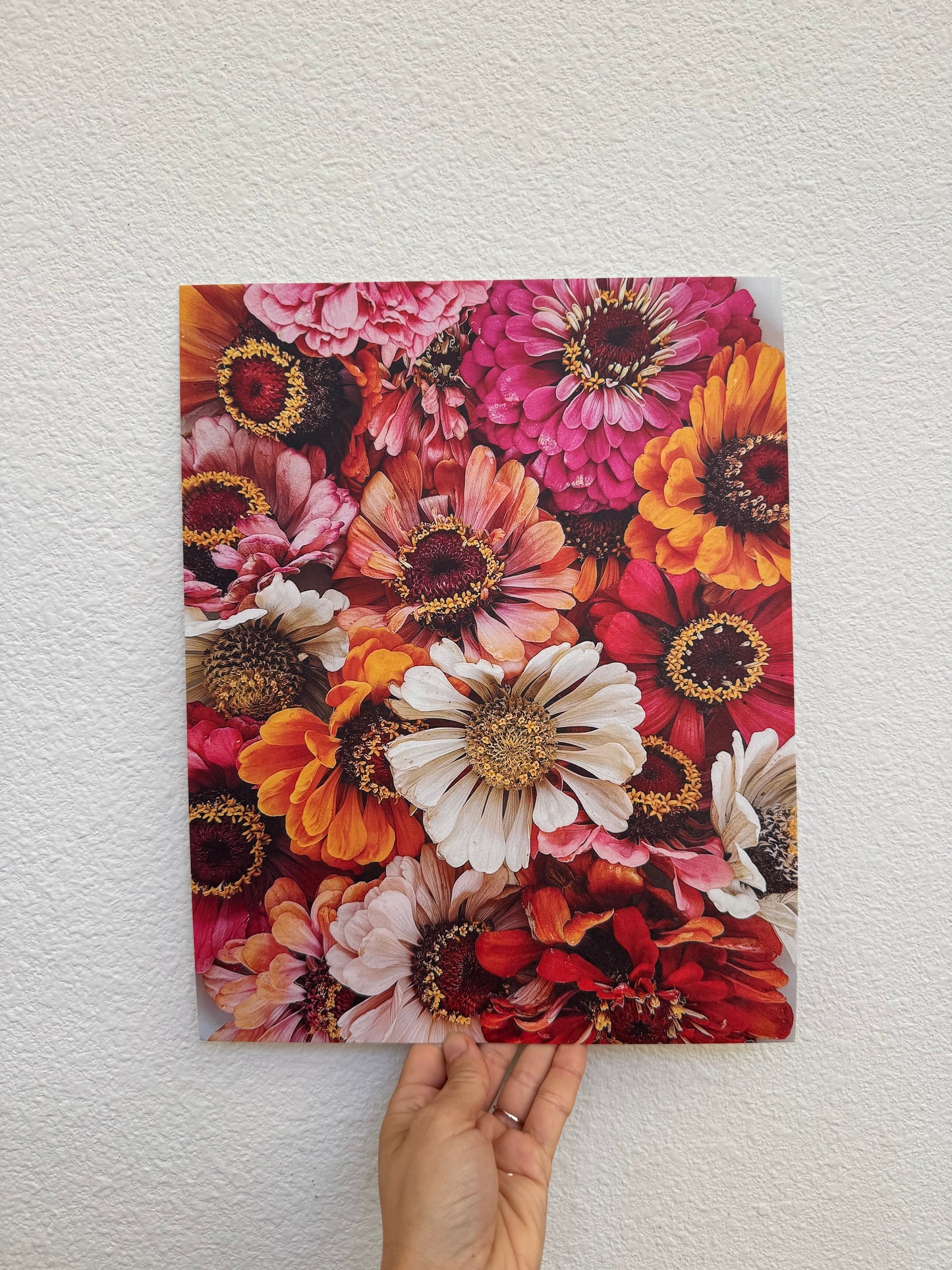 Zinnia Love | 11" x 14" Fine Art Print