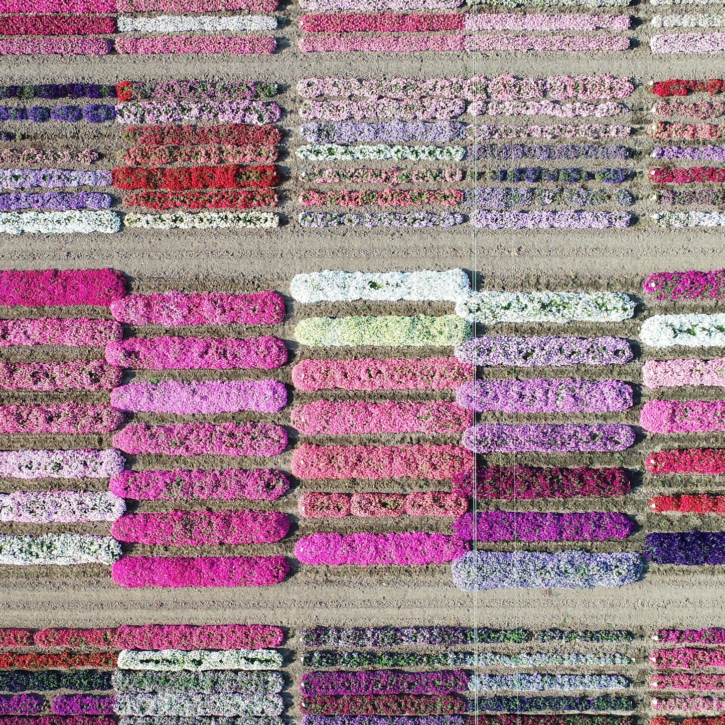 END OF THE LINE | Aerial Flower Farm | Photographic Prints