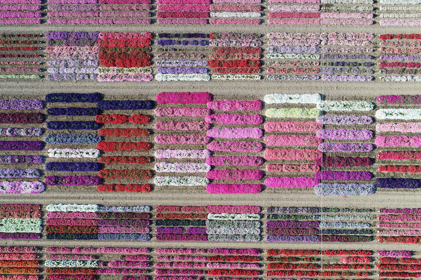 END OF THE LINE | Aerial Flower Farm | Photographic Prints