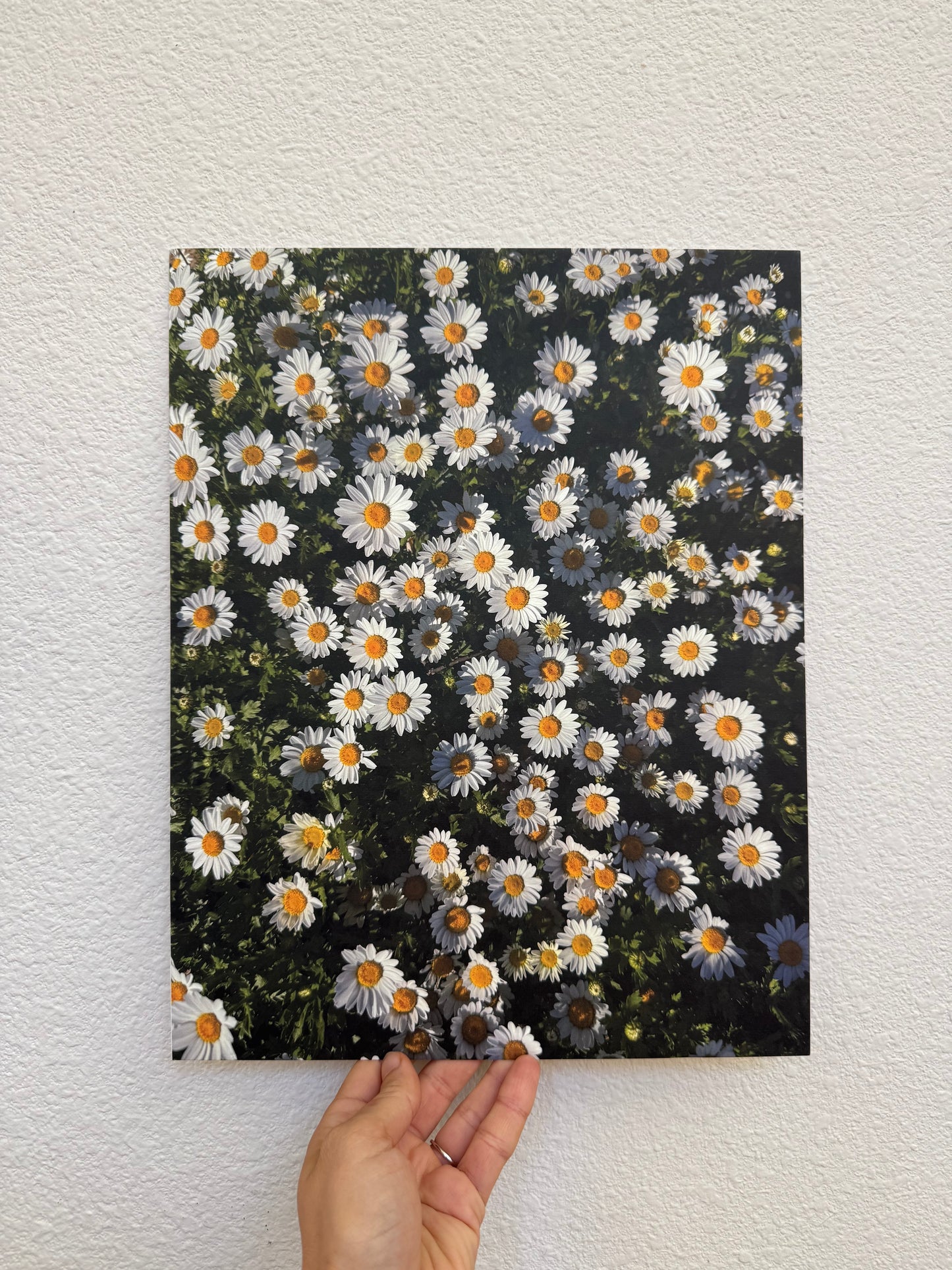 Early Risers | 11" x 14" Fine Art Print